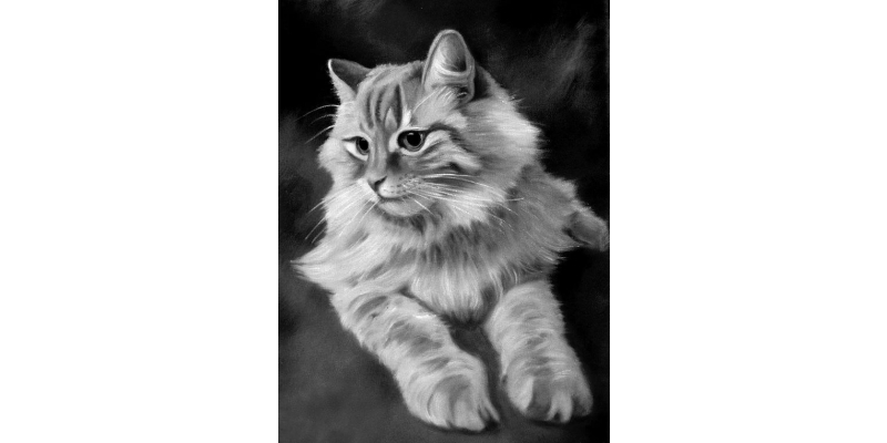 charcoal cat pet portrait