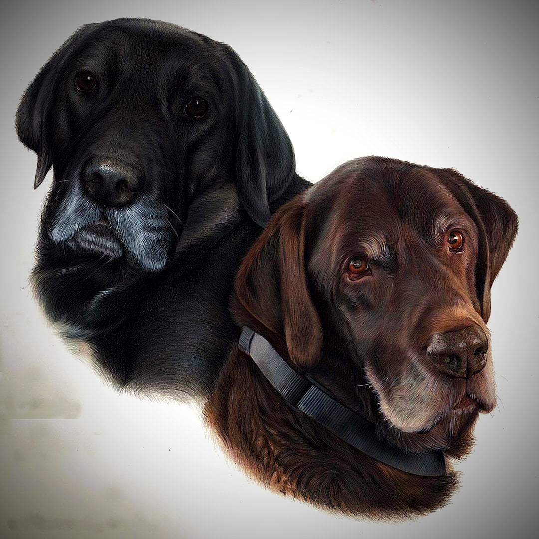 COLOR PENCIL SKETCH FROM MULTIPLE PET PHOTOS