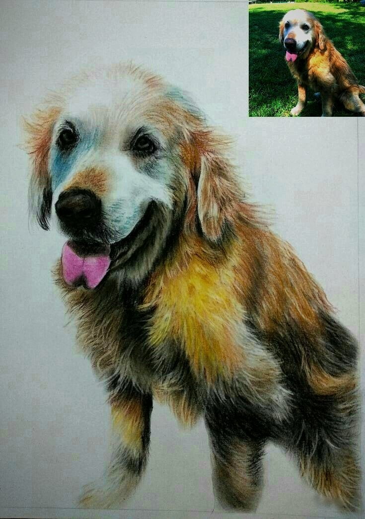 dog colored pencil portrait